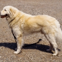 Maremmansko-abruzský pastevecký pes